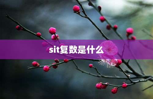 sit复数是什么