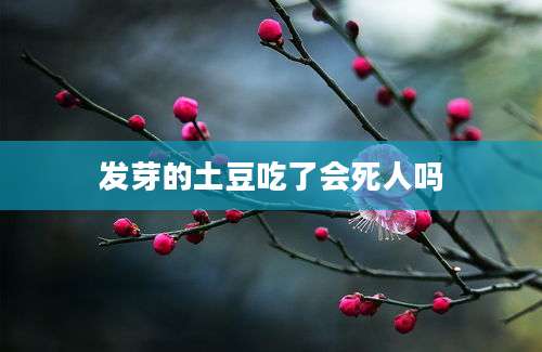 发芽的土豆吃了会死人吗