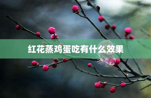 红花蒸鸡蛋吃有什么效果