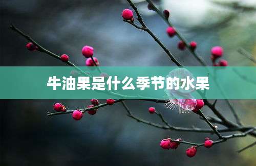 牛油果是什么季节的水果