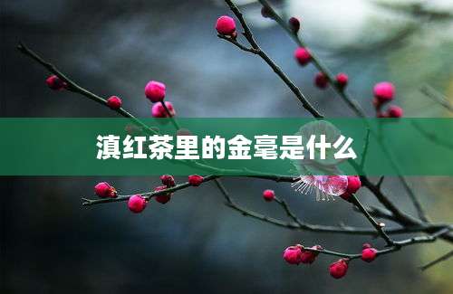 滇红茶里的金毫是什么