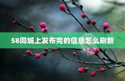 58同城上发布完的信息怎么刷新