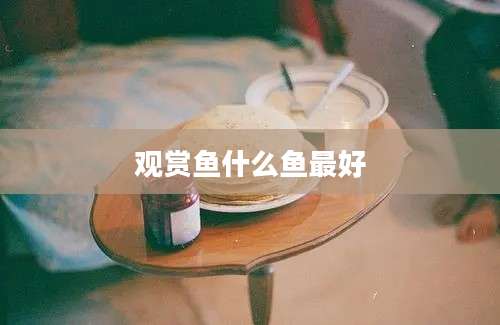 观赏鱼什么鱼最好