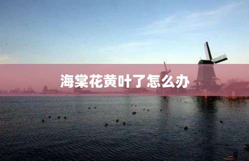 海棠花黄叶了怎么办