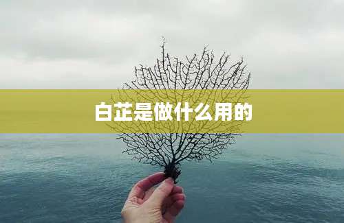 白芷是做什么用的