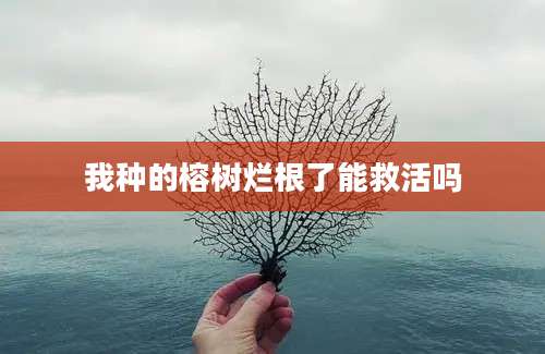 我种的榕树烂根了能救活吗