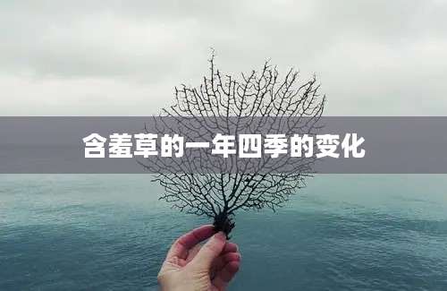 含羞草的一年四季的变化