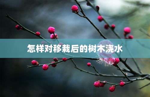 怎样对移栽后的树木浇水