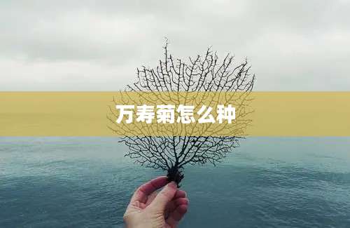 万寿菊怎么种