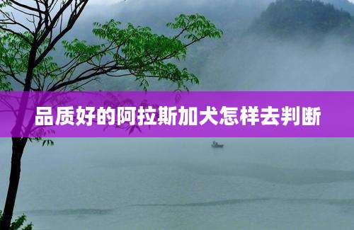 品质好的阿拉斯加犬怎样去判断