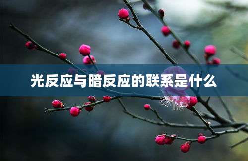 光反应与暗反应的联系是什么