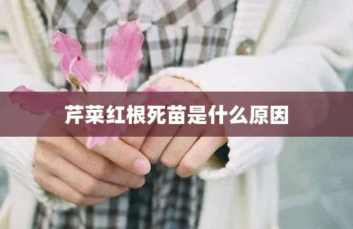 芹菜红根死苗是什么原因