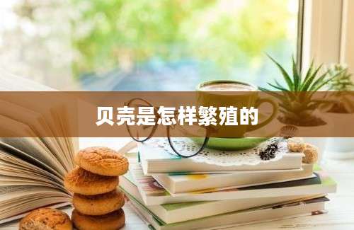 贝壳是怎样繁殖的