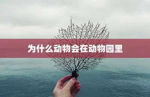 为什么动物会在动物园里