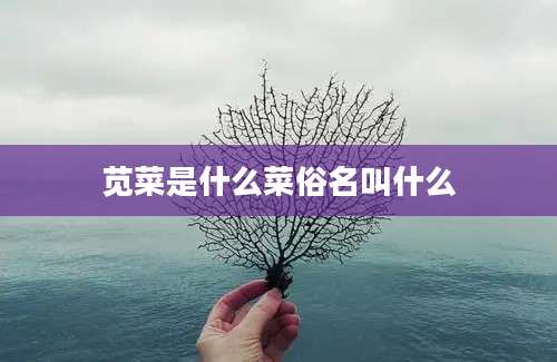 苋菜是什么菜俗名叫什么