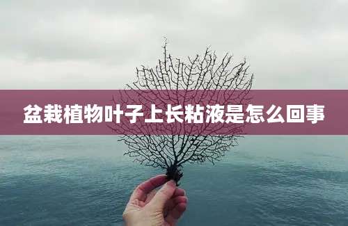 盆栽植物叶子上长粘液是怎么回事