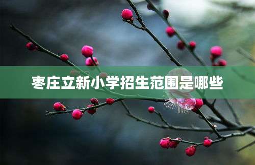 枣庄立新小学招生范围是哪些