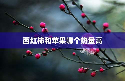 西红柿和苹果哪个热量高