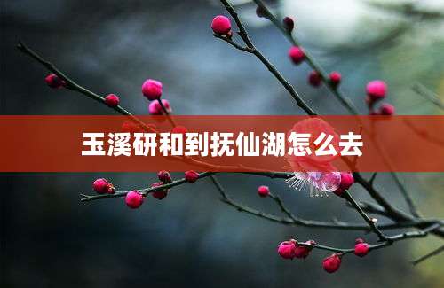 玉溪研和到抚仙湖怎么去