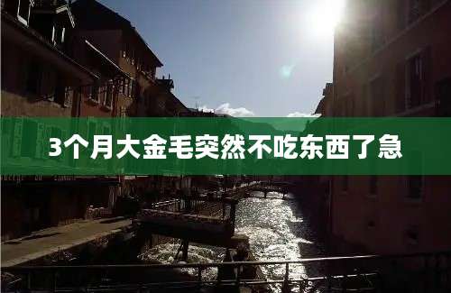 3个月大金毛突然不吃东西了急