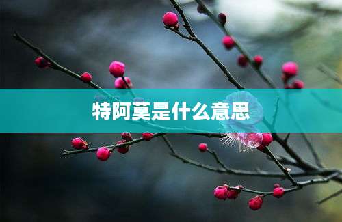 特阿莫是什么意思