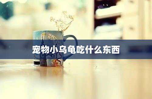 宠物小乌龟吃什么东西