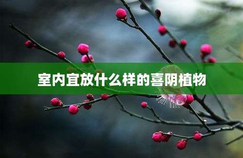 室内宜放什么样的喜阴植物