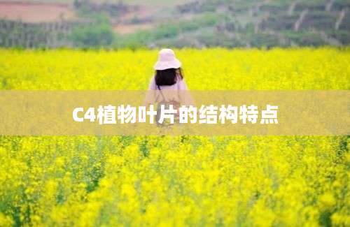 C4植物叶片的结构特点