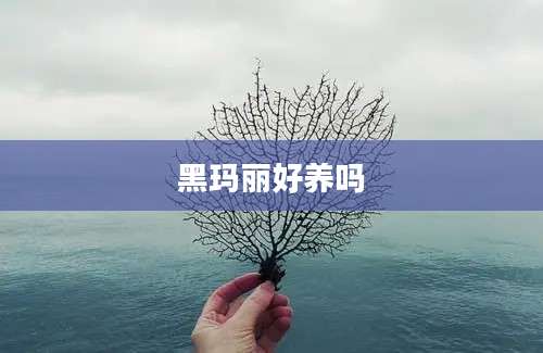 黑玛丽好养吗