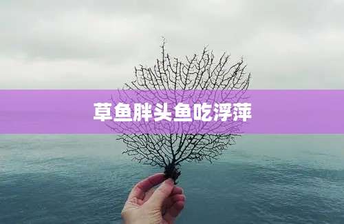 草鱼胖头鱼吃浮萍