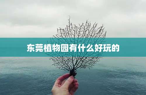 东莞植物园有什么好玩的