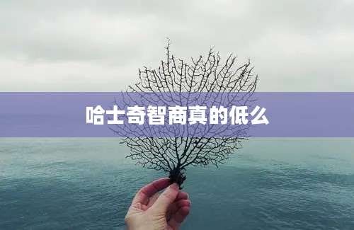 哈士奇智商真的低么