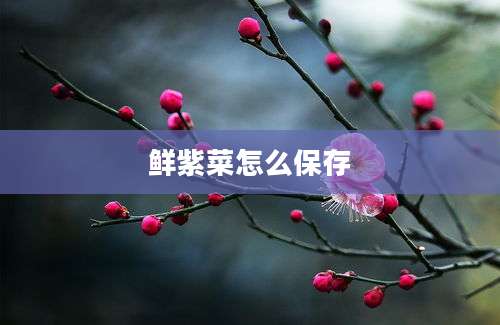 鲜紫菜怎么保存