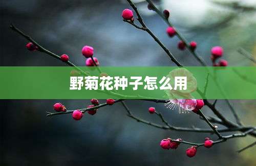 野菊花种子怎么用