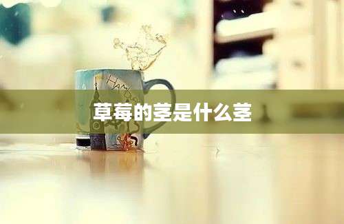 草莓的茎是什么茎