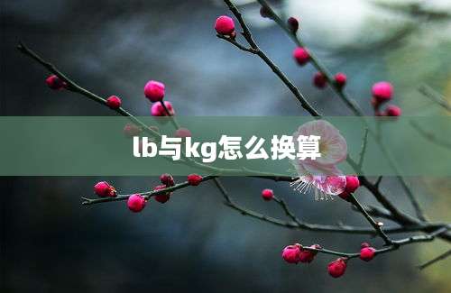 lb与kg怎么换算