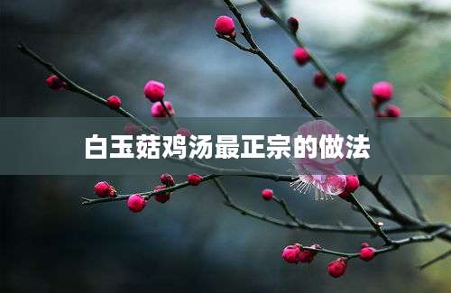 白玉菇鸡汤最正宗的做法