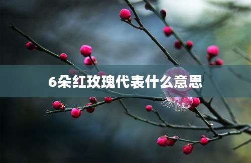 6朵红玫瑰代表什么意思