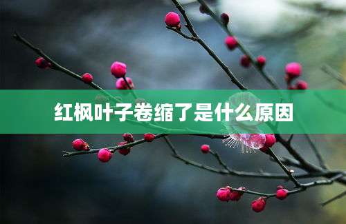 红枫叶子卷缩了是什么原因