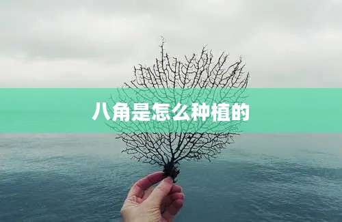 八角是怎么种植的