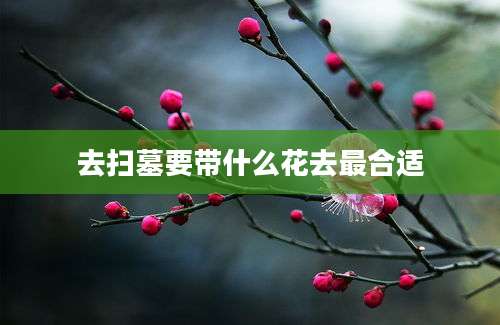 去扫墓要带什么花去最合适