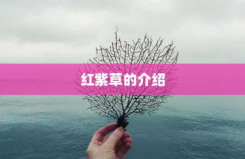 红紫草的介绍