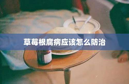 草莓根腐病应该怎么防治