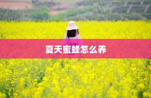 夏天蜜蜂怎么养