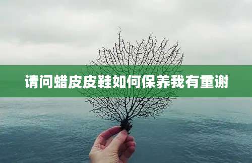 请问蜡皮皮鞋如何保养我有重谢