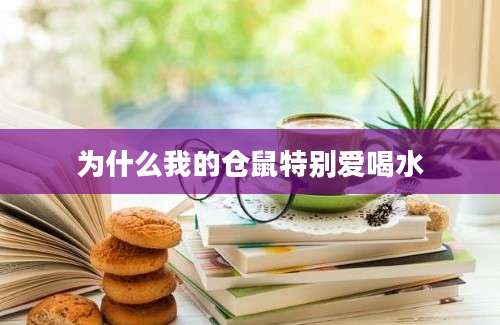 为什么我的仓鼠特别爱喝水