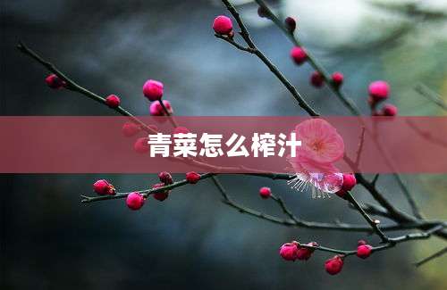 青菜怎么榨汁