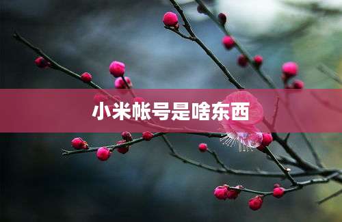 小米帐号是啥东西