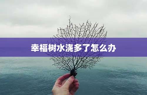 幸福树水浇多了怎么办